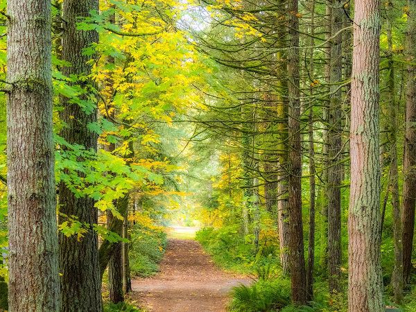 Gulin, Sylvia 아티스트의 USA-Washington State-Sammamish with trail edged by evergreens and maple trees작품입니다.